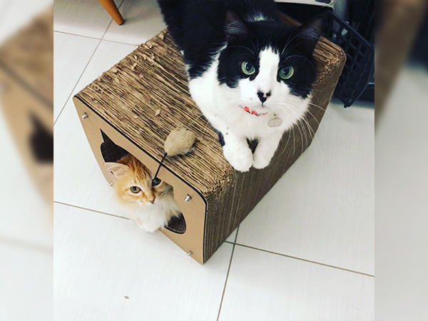 Arranhador Tocat - Image 2